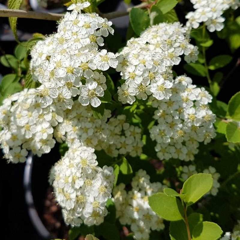 Spiraea nipponica 'Halward's Silver'