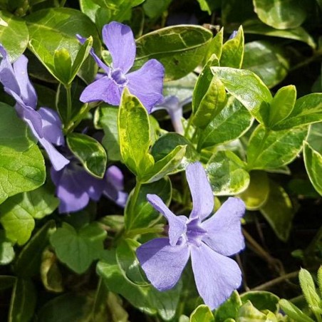Vinca minor 'Ralph Shugert'
