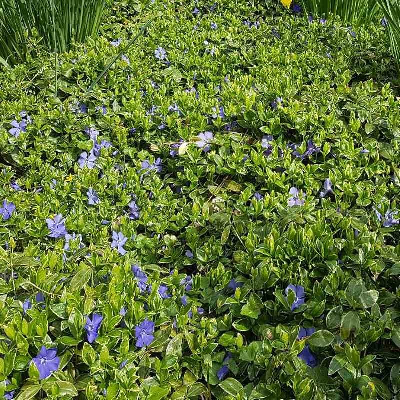 Vinca minor 'Ralph Shugert' Vinca minor 'Ralph Shugert'