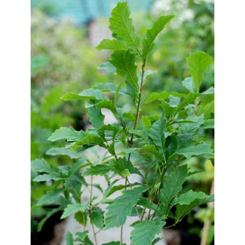 Quercus x warei 'Windcandle' Quercus x warei 'Windcandle'