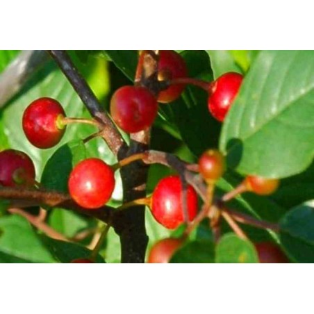 Rhamnus frangula Rhamnus frangula