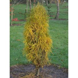 Rhamnus frangula  'Fine Line'
