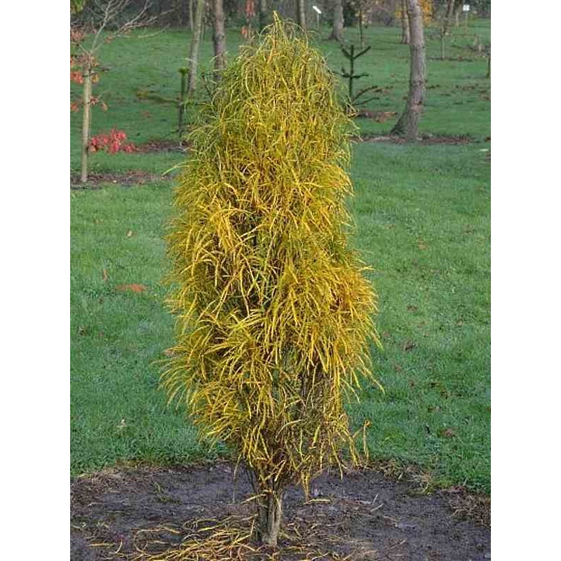 Rhamnus frangula  'Fine Line'