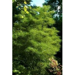 Rhamnus frangula 'Asplenifolia'