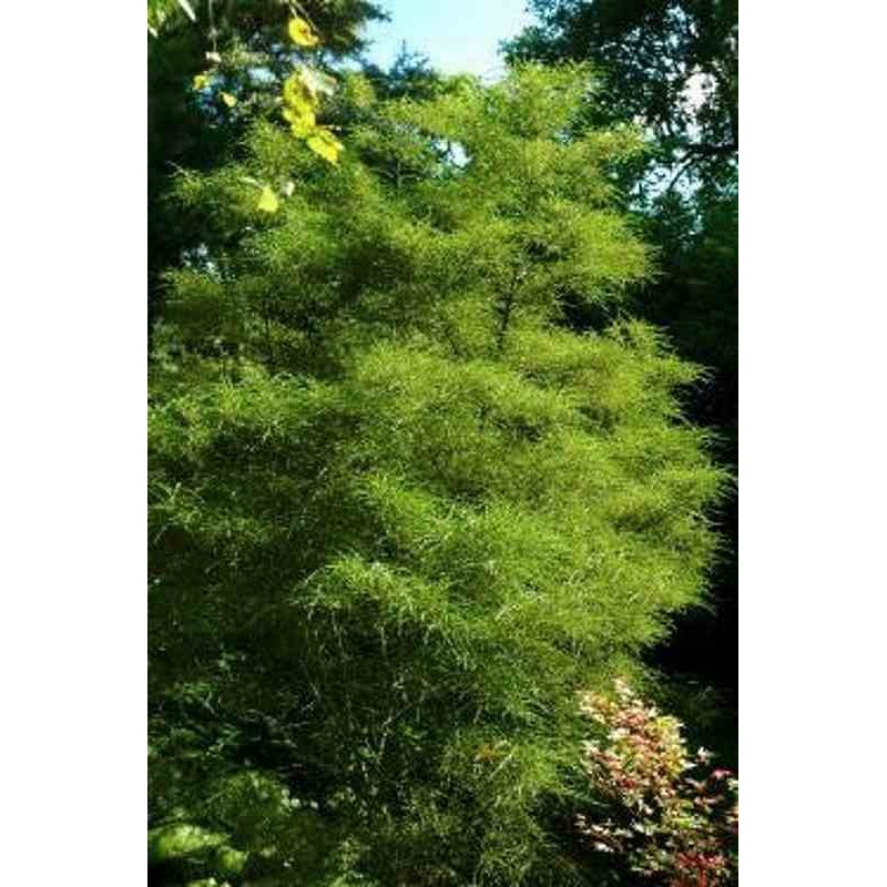 Rhamnus frangula 'Asplenifolia' Rhamnus frangula 'Asplenifolia'