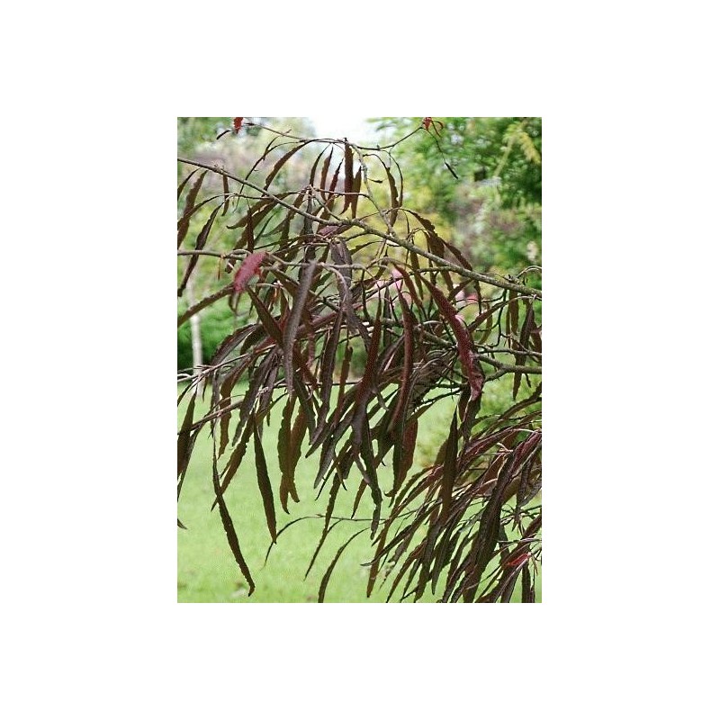 Fagus sylvatica 'Ansorgei' - leaves