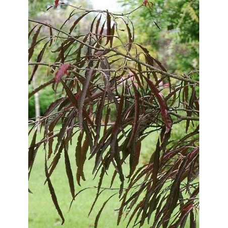 Fagus sylvatica 'Ansorgei' - leaves Fagus sylvatica 'Ansorgei' - leaves