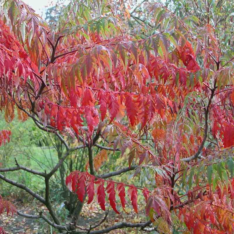 Rhus typhina 'Laciniata'