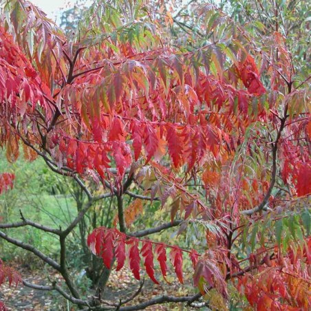 Rhus typhina 'Laciniata'