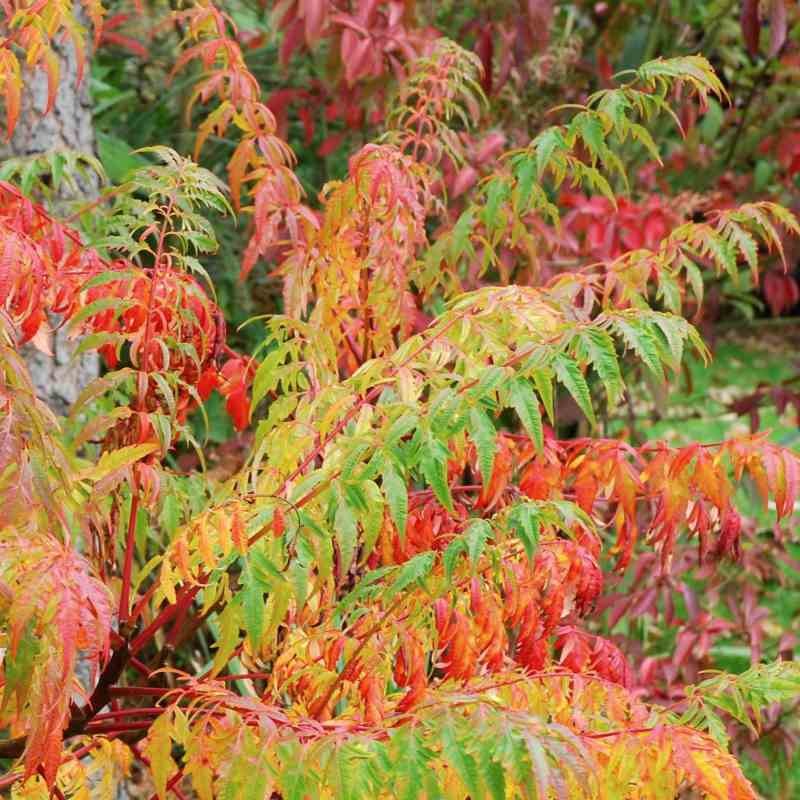 Rhus typhina 'Laciniata'