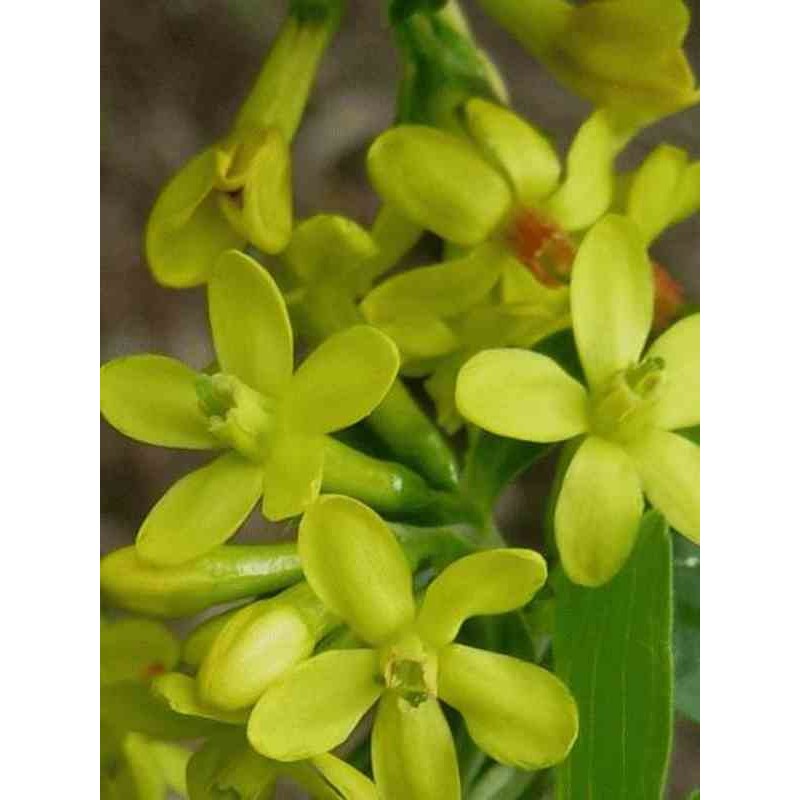 Ribes odoratum
