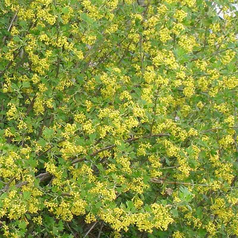 Ribes odoratum Ribes odoratum