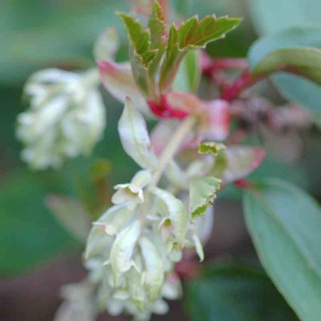 Ribes laurifolium Ribes laurifolium