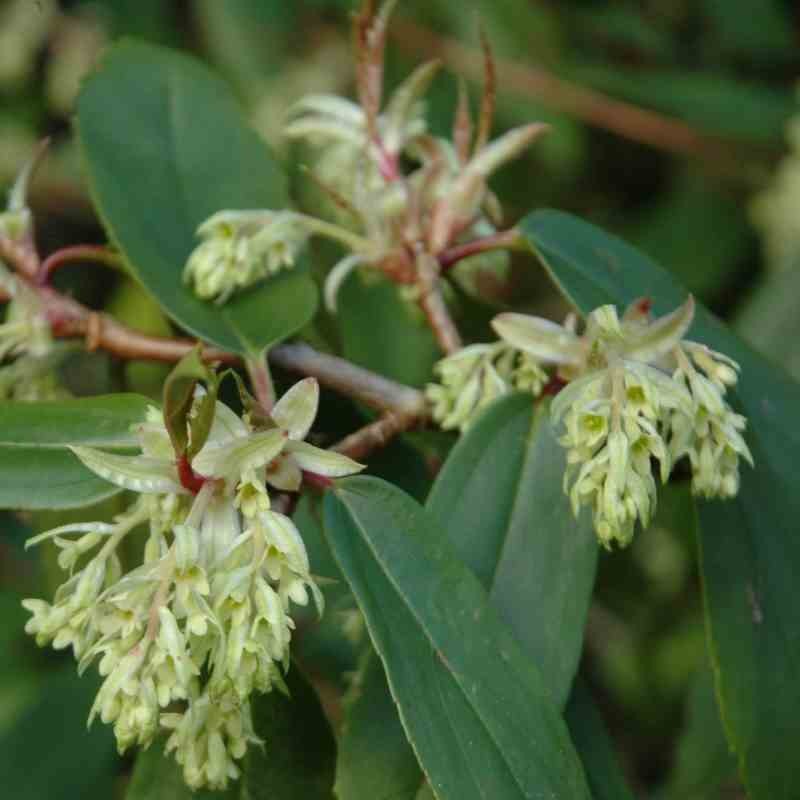 Ribes laurifolium - winter flowers