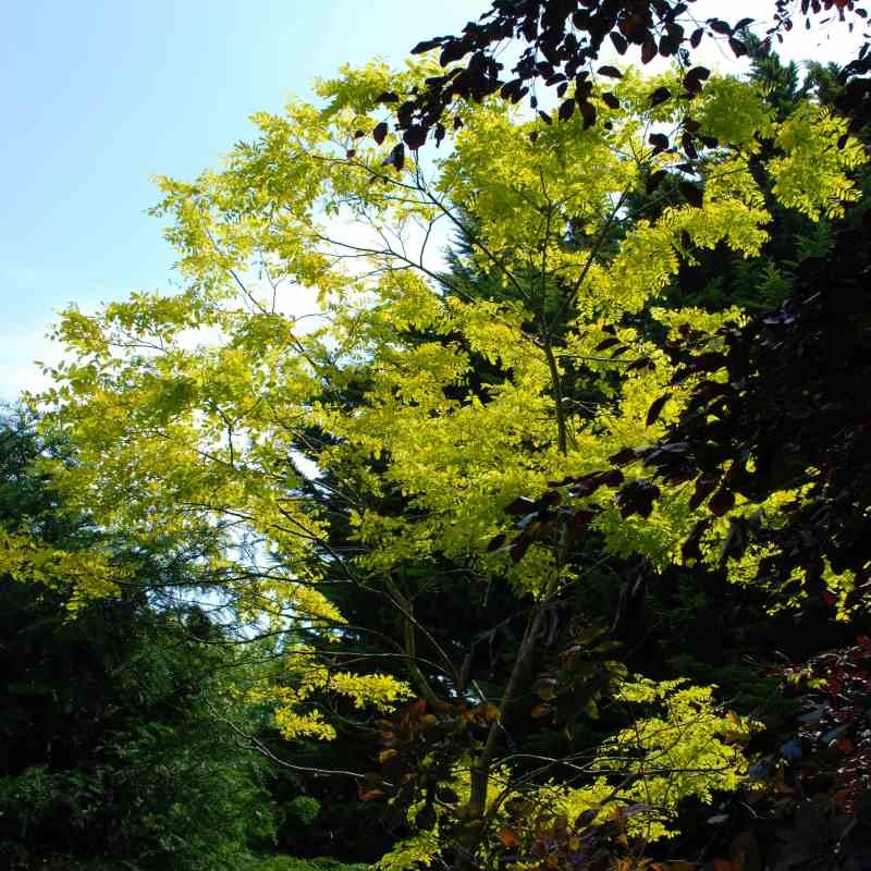 Robinia pseudoacacia 'Frisia'