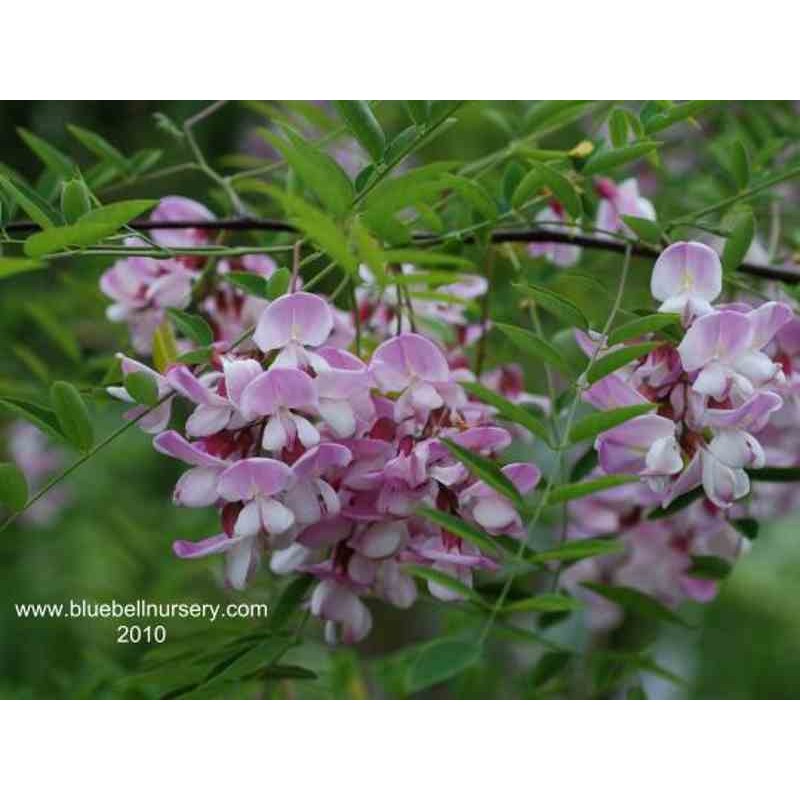 Robinia x slavinii 'Hillieri'