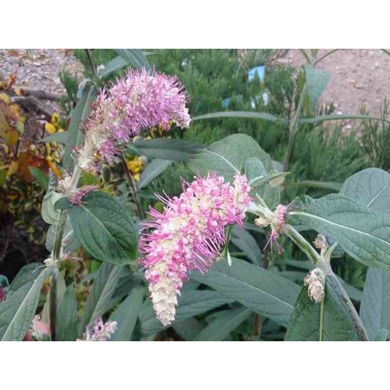 Rostrinucula dependens - flowers