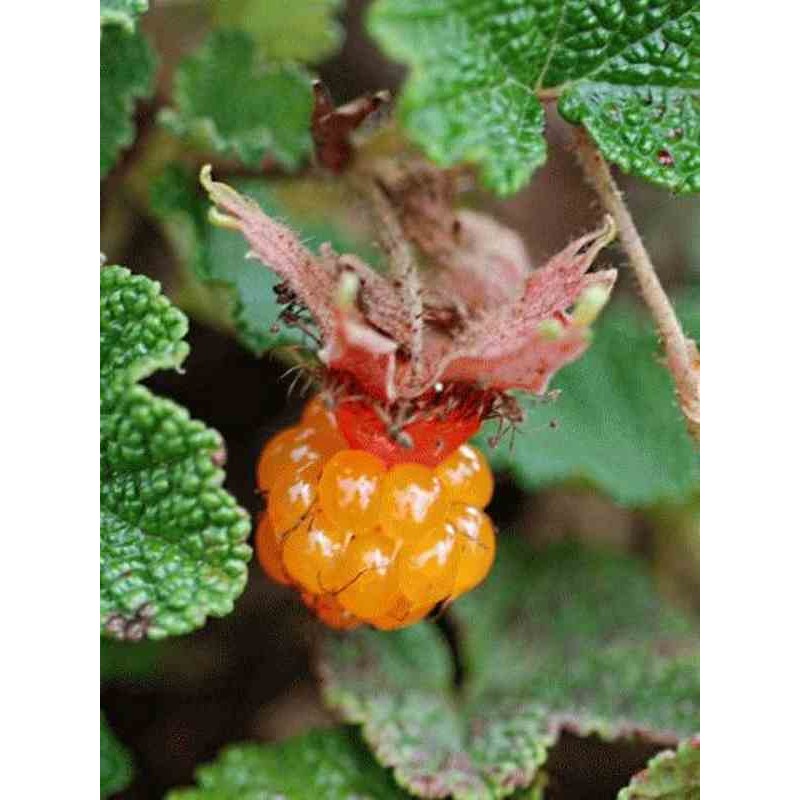 Rubus calycinoides 'Betty Ashburner' Rubus calycinoides 'Betty Ashburner'