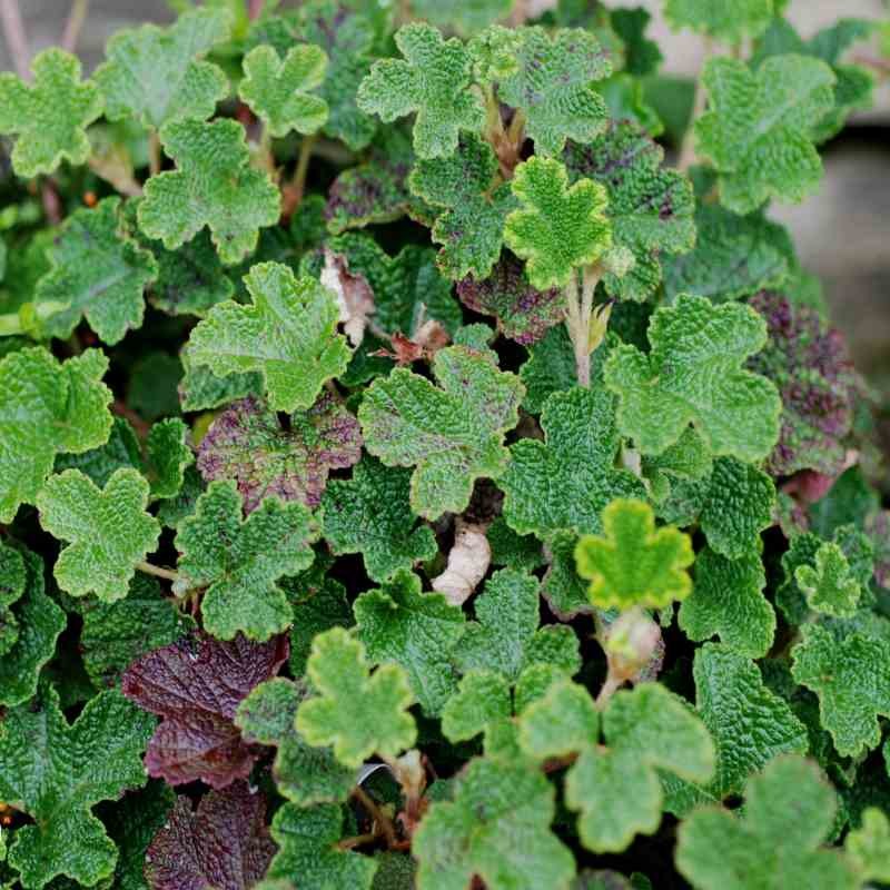 Rubus calycinoides 'Betty Ashburner' - ground cover