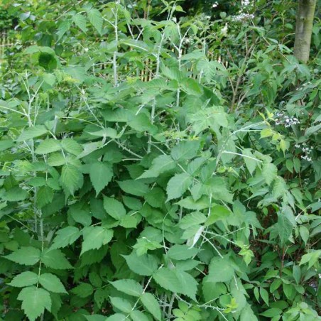 Rubus biflorus Rubus biflorus
