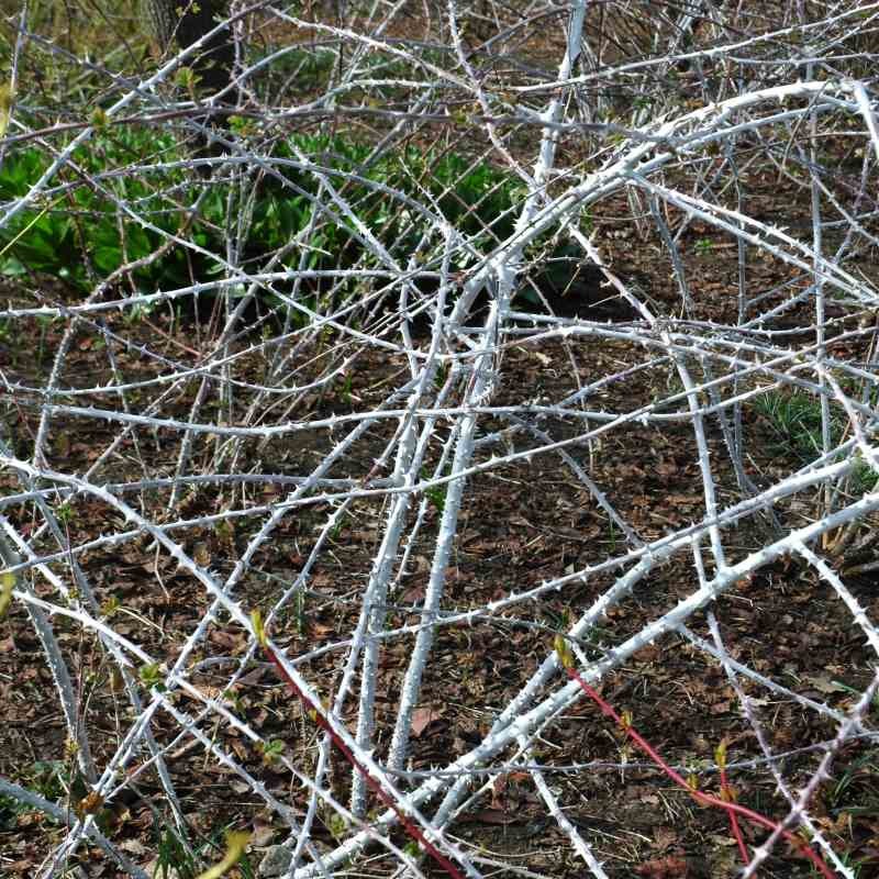 Rubus biflorus