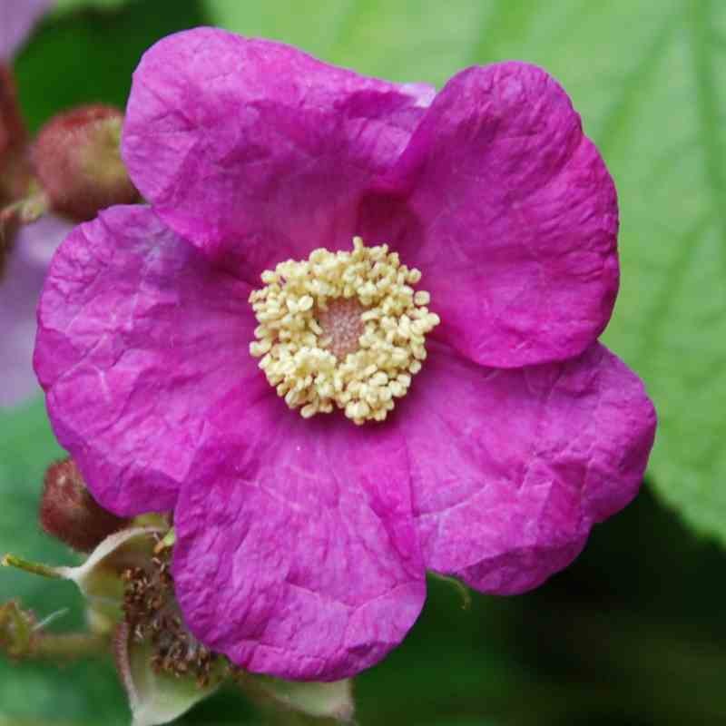 Rubus odoratus Rubus odoratus