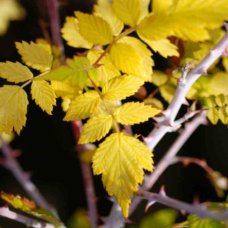 Rubus cockburnianus 'Golden Vale'