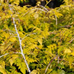 Rubus cockburnianus 'Golden Vale'