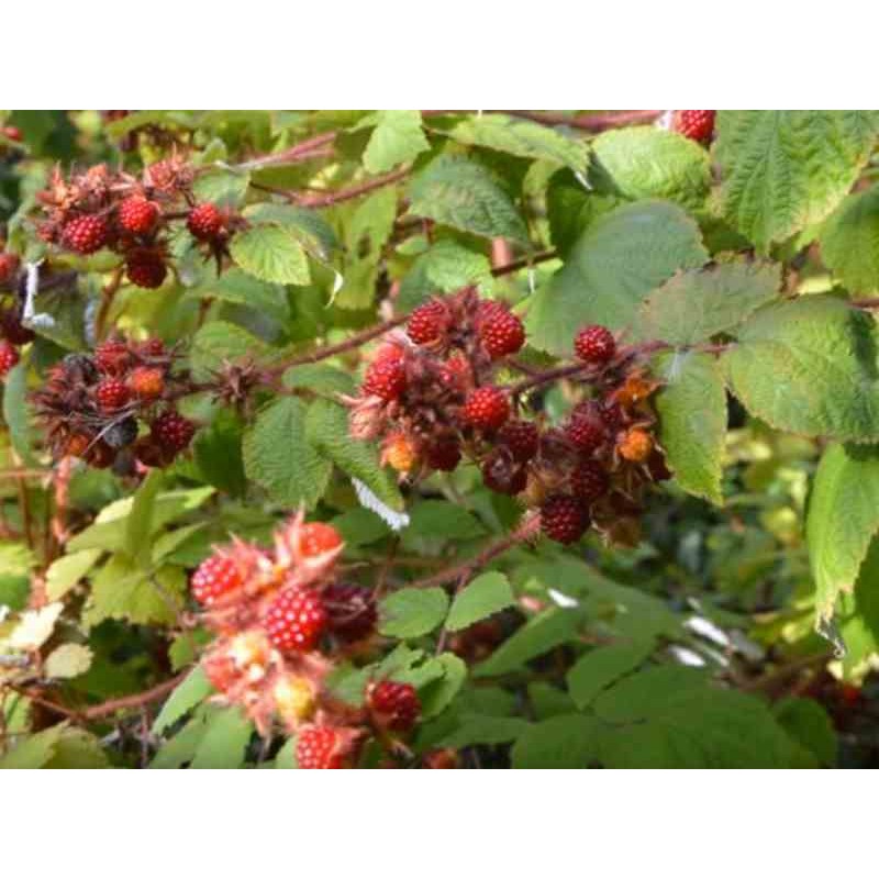 Rubus phoenicolasius