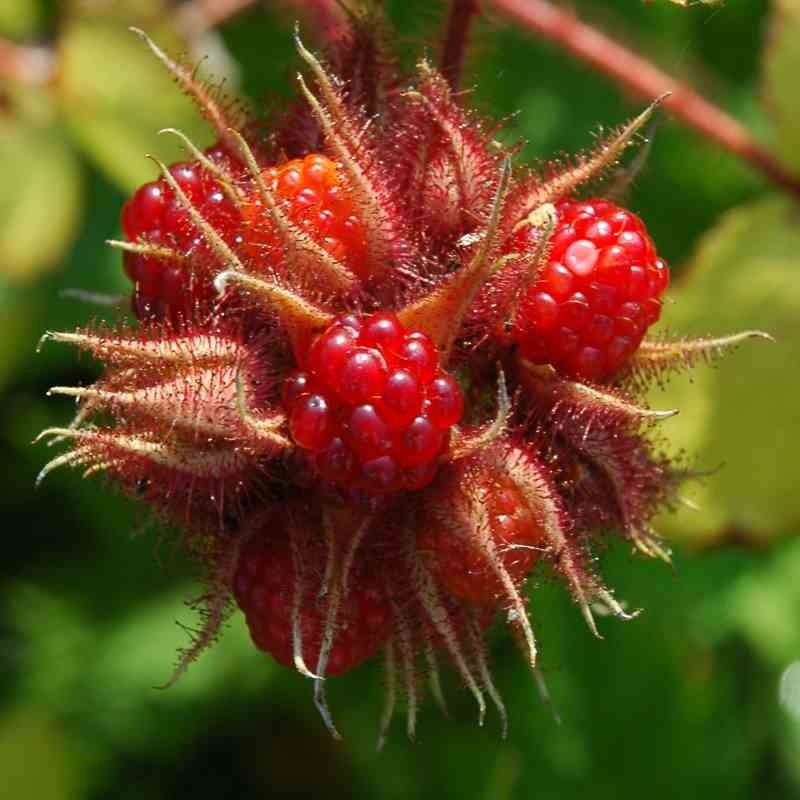 Rubus phoenicolasius