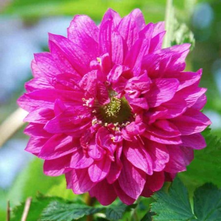 Rubus spectabilis 'Olympic Double' Rubus spectabilis 'Olympic Double'