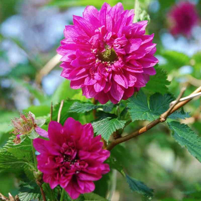 Rubus spectabilis 'Olympic Double'