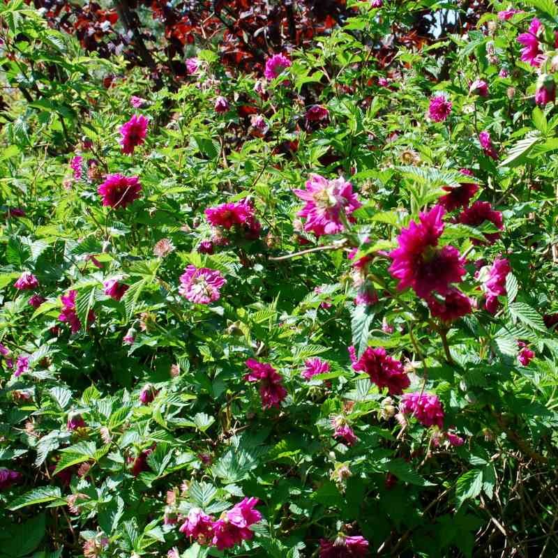 Rubus spectabilis 'Olympic Double'