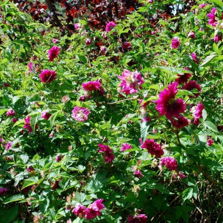 Rubus spectabilis 'Olympic Double' Rubus spectabilis 'Olympic Double'