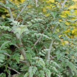 Rubus thibetanus 'Silver Fern' - silver stems and bluish-green summer leaves