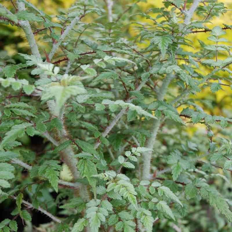 Rubus thibetanus 'Silver Fern'