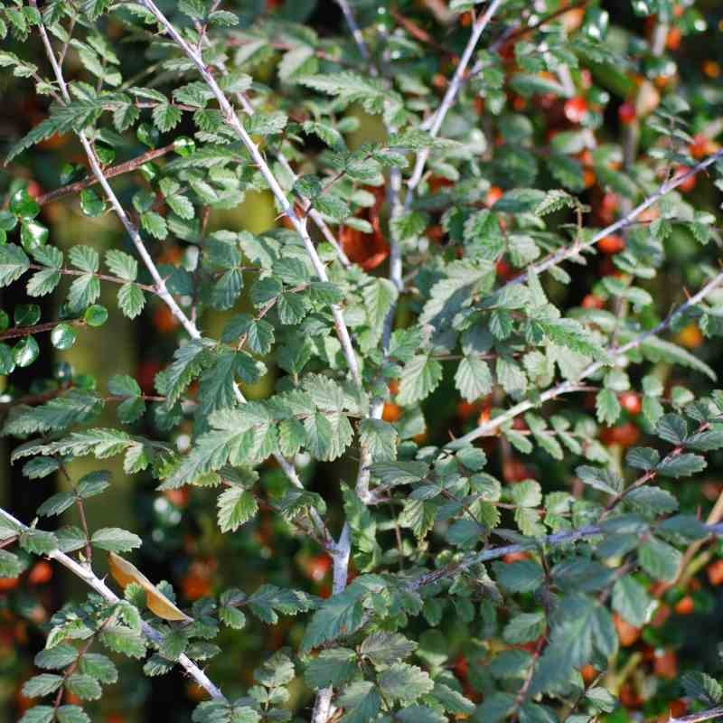 Rubus thibetanus 'Silver Fern' Rubus thibetanus 'Silver Fern'