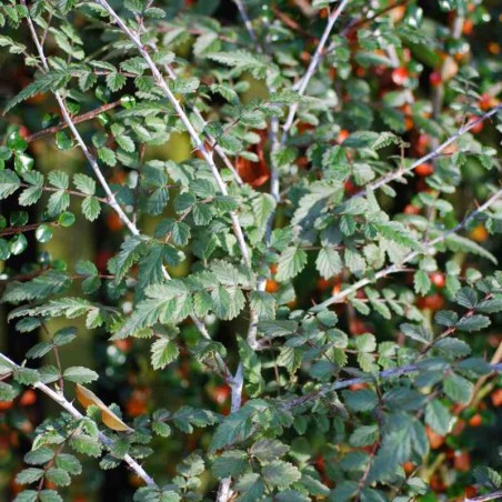 Rubus thibetanus 'Silver Fern'