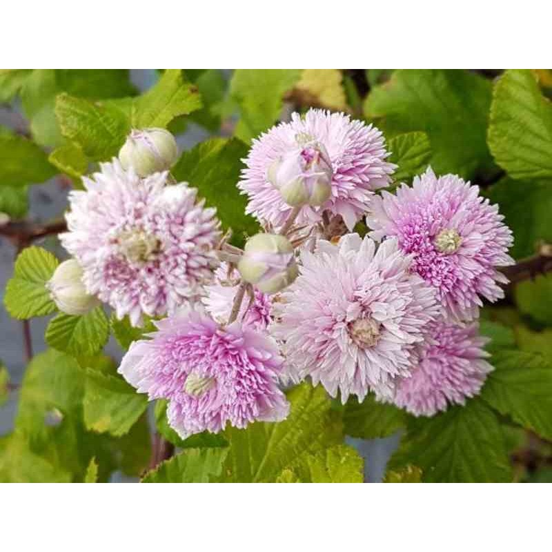 Rubus ulmifolius 'Bellidiflorus'