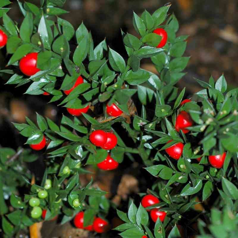 Ruscus aculeatus