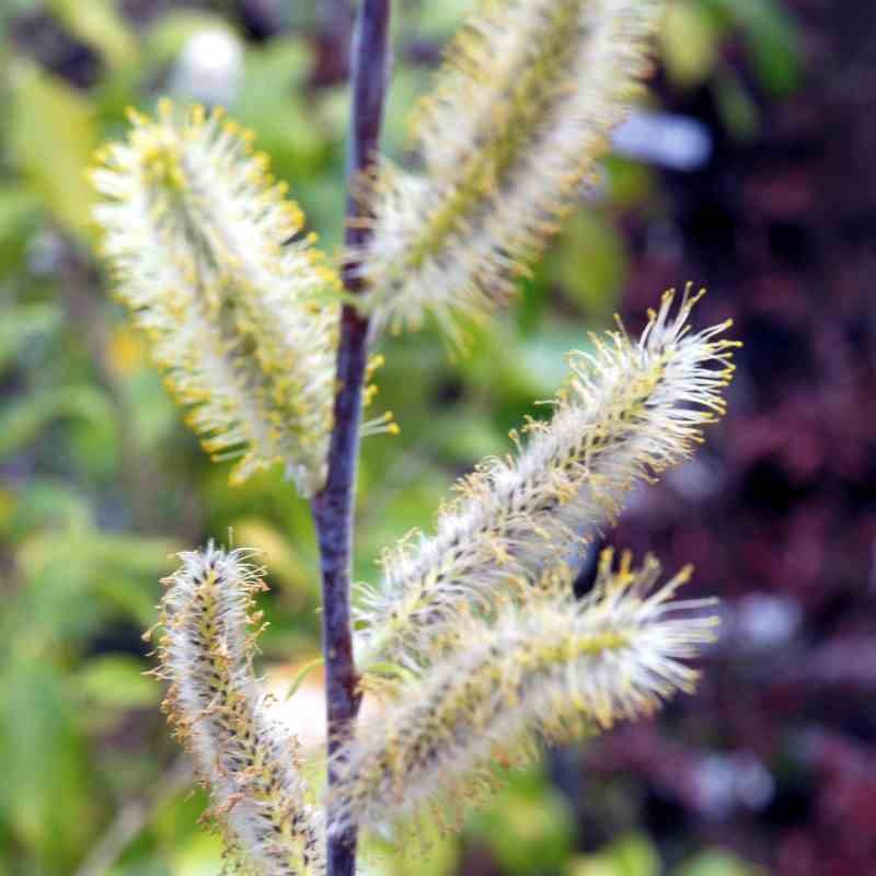 Salix acutifolia 'Blue Streak'