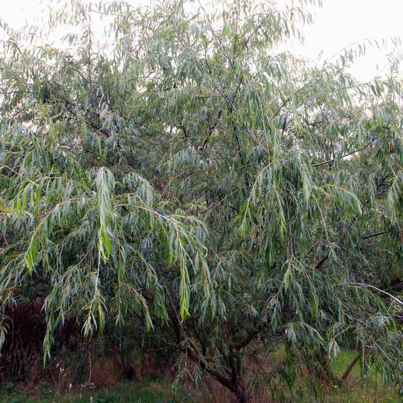 Salix acutifolia 'Blue Streak'