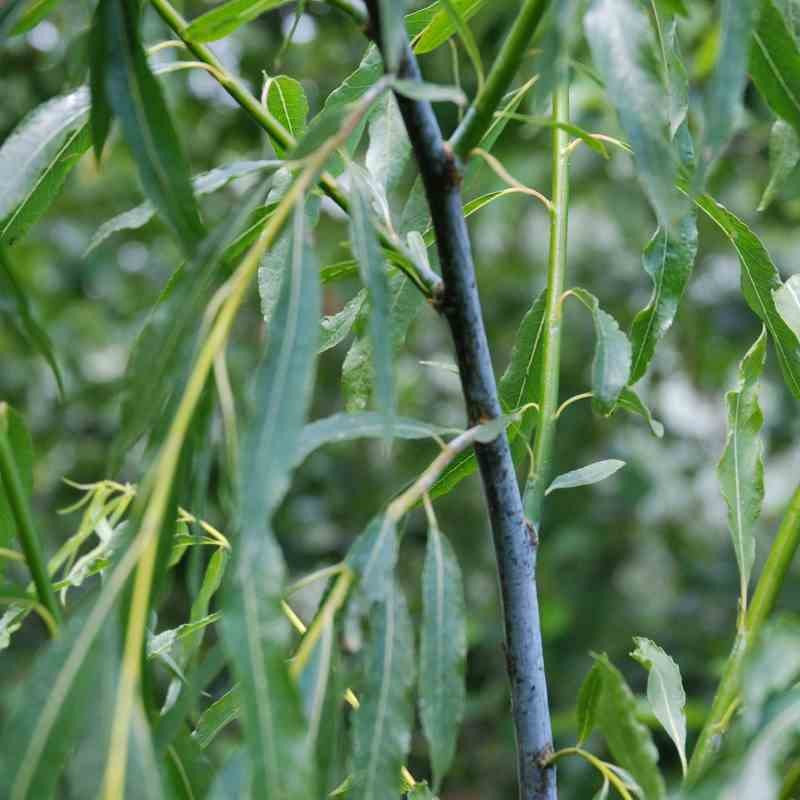 Salix acutifolia 'Blue Streak'