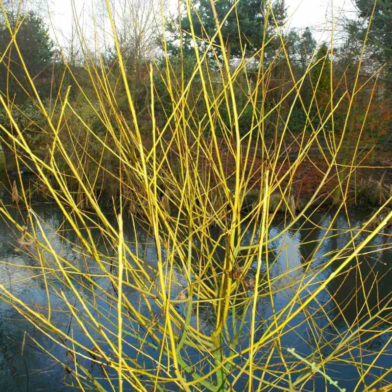 Salix alba 'Golden Ness'