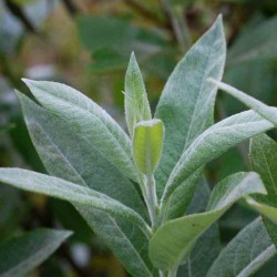 Salix candida - leaves close up