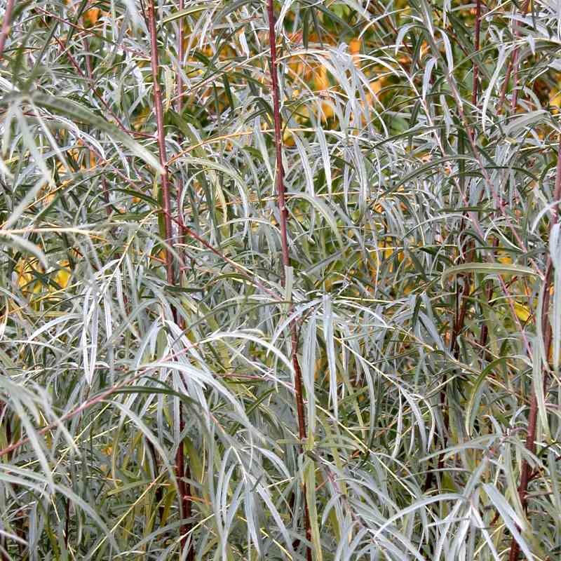 Salix exigua