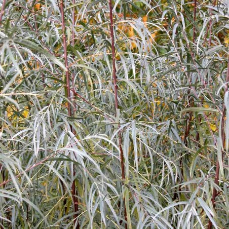 Salix exigua Salix exigua