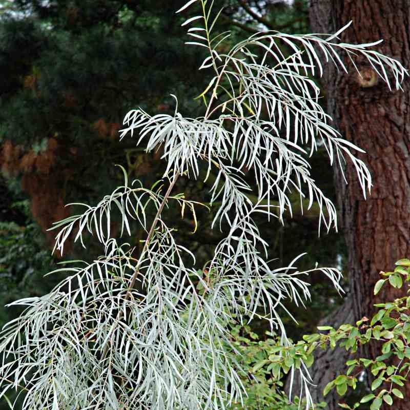 Salix exigua