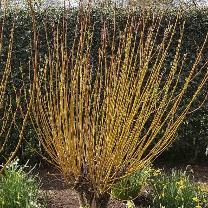 Salix alba 'Britzensis'