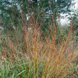 Salix alba 'Britzensis'